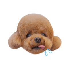 ふうたとてん①