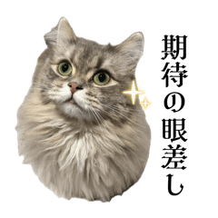 毎日もーちゃん！さすけもいるよ