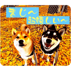 豆柴犬との日々