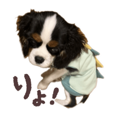 チャーリーブラック①