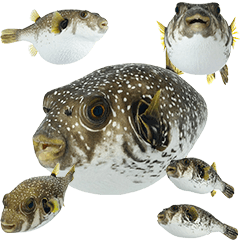 BIG! フグ　実写