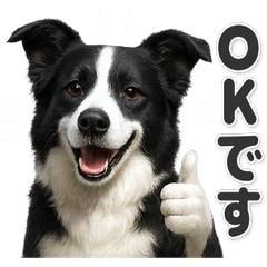 【敬語】使いやすい！ボーダーコリー