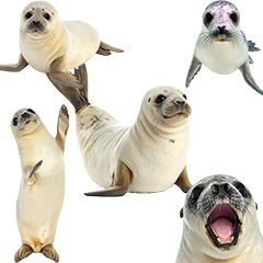 赤ちゃんアザラシ　実写