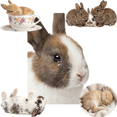 BIG! うさぎ　実写