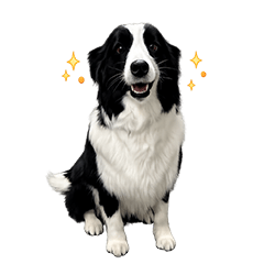 white&black border collie