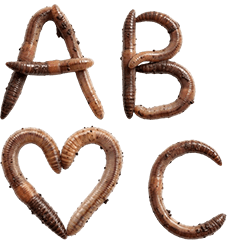 BIG! ミミズ　アルファベット文字