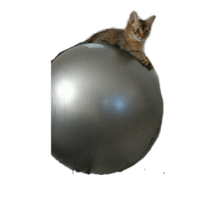 のんびりちゃちゃまる