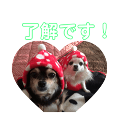 あい犬①