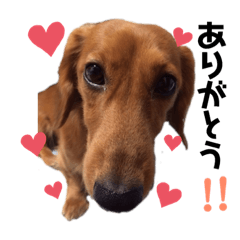 ミニチュアダックスフンド PURIMO