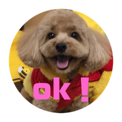 トイプードルのラティーちゃん