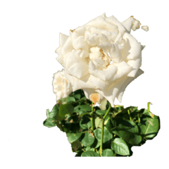 日常のひととき