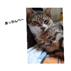 ねこのスタンプ59595