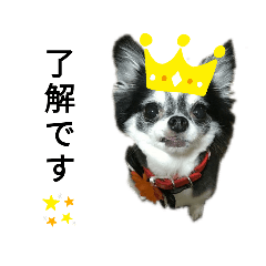 チワワのチェリー&イヴ