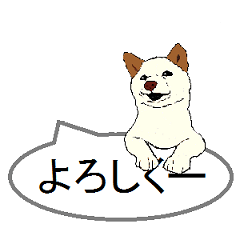 白柴犬のバニラちゃん