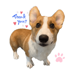 コーギーの男の子　ハルくんのスタンプ