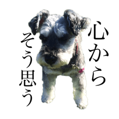 おれたち、ワンワンズpart2