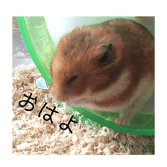 ぷぅー君の日常スタンプ