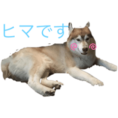 ハスキー犬のあんず君