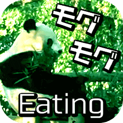 とっても動く！実写映像の動物たち！