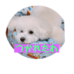 フツーのマロン4