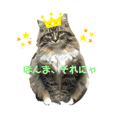 愛猫BERRYちゃん