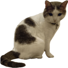 猫の日常 ver.ミル