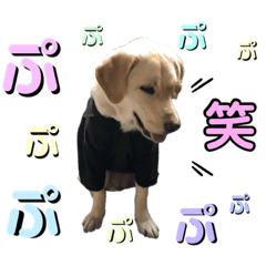 ラブラドール♡ララ♡⑤