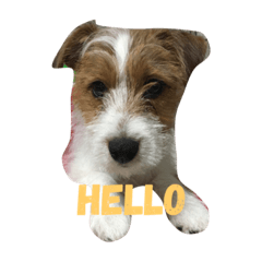 ジャックラッセルテリア2