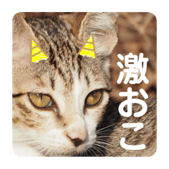 のらネコスタンプ