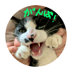 猫たちのかわいいおもしろスタンプ3