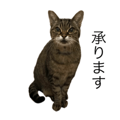 猫であるあずき