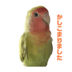 ウメちゃん　コザクラインコ