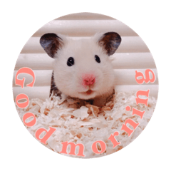 ハムスターと一緒に過ごす日常