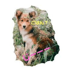 食いしんぼうな愛犬