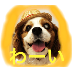 キャバリアのリヴちゃん