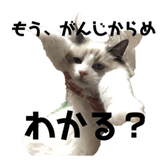 うちの猫大好きっこクラブ