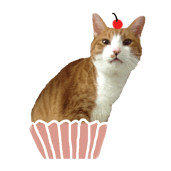 ふくよかなぬこ。