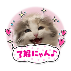 猫のスタンプ♡