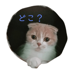 なんでなんでじゃあどぉして