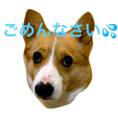 まるこコーギースタンプ