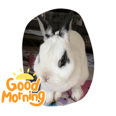 我が家のパンちゃんスタンプ