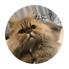 チンチラゴールド　こぶちゃん猫３