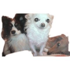 パピカ　まりあ　こゆき