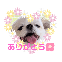 チワマルたいく