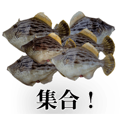 カワハギスタンプ。日常編！