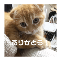 自己満スタンプ(猫)