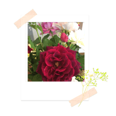 マイ　ローズ　ガーデン