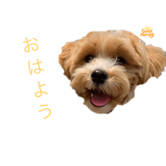 あいさつマルプー