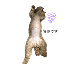 まるすたんぷ！