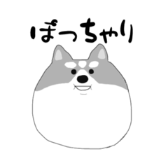 ぽっちゃり　ハスキー